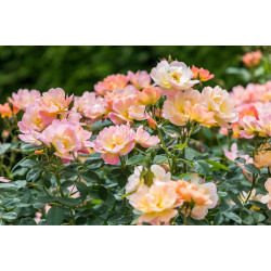 The Lark Ascending™